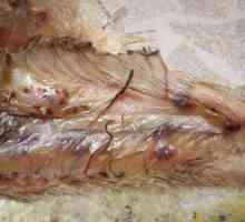 Worms (хелминти, хелминтоза) в риба, опасни за човешкото