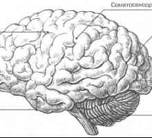 Мозъкът: външните характеристики