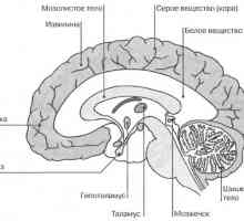 Мозъчните вътрешни характеристики