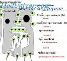 Сперматозоидите и неговия състав. Функционалната активност на сперматозоиди