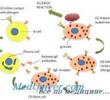 Имуноглобулин Е (IgE) и еозинофили в алергични реакции
