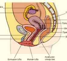Инфекциозни заболявания на външни и вътрешни полови органи при жените. Симптомите на разликата