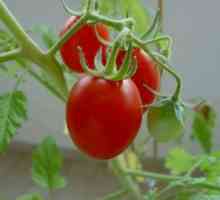 Използването на хетерозис домати
