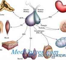 История на ендокринологията. Откриването на инсулин, хормони на щитовидната жлеза и на менструалния…