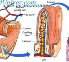 Промени в маточни артерии в гестоза. Прогнозата на модифицирани маточни артерии