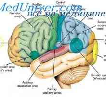 Асоциацията области на кората на главния мозък. Физиологични части на мозъка