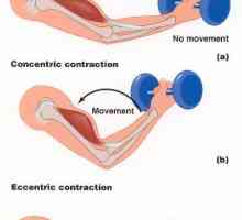 Ефекти на денервация на мускулите. трупно вкочаняване