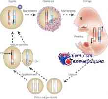 Епигенетични регулиране на незрялата яйцеклетка. геномен импринтинг