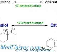 Естроген синтез, метаболизъм. естрогенни рецептори