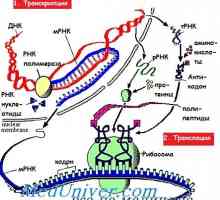 Етапи на иРНК превод по време на синтеза на протеини