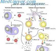 Етапи взаимодействия на имунните клетки. Хипотезата на двете фази