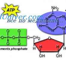 Както се използва клетъчна ATP? Amoeboid движение клетка