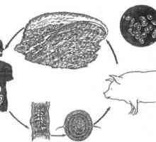 Как свинско тения инфекция (teniasis), когато се яде месо?