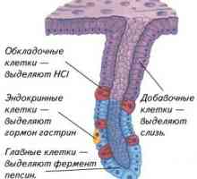 Capsule панкреаса
