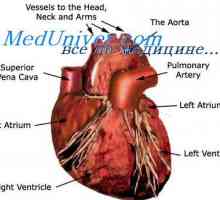 Външно регулиране на помпената функция на сърцето. Автономна регулиране на сърцето