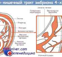 Червата на ембриона. Получаване на зародишен черва