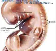 Червата на ембриона. Урогениталния система на ембриона