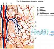 Класификация на кръвоносната система. Функционална класификация на кръвоносната система (Фолк,…