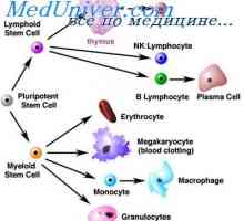 Клетки, засягащи стволови клетки. Поколенията цикъл на стволови клетки