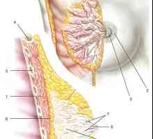 Клинична анатомия на гръдната стена и fasiy клетъчни пространства
