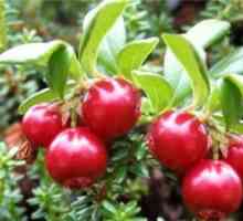 Cranberry, структура, плодове и семена, издънки (стъблата и листата), кореновата система