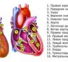 Комбинирана (dvuklapannye и три-вентил), сърдечно-съдови заболявания, митрална и аортна дефект