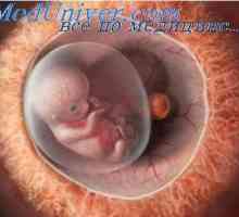 Крайници на ембриона. Покривни образуването на плода