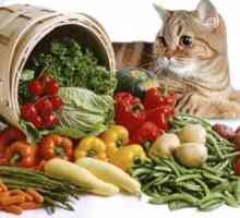 Feed, храненето и хранителния режим за кучета и котки с панкреатит, отколкото емисия?