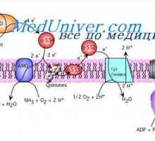 Синтеза на АТФ чрез разцепване на глюкоза. Освобождаването на енергия от гликоген