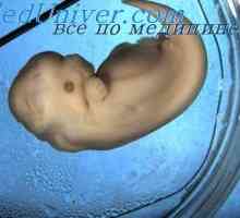 Кожни жлези на ембриона. Потните жлези на плода
