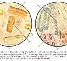 Kreatoreya, стеаторея, amylorrhea