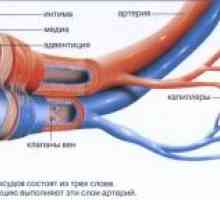 Човешките кръвоносни съдове: структура и функция