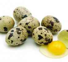 Лечение на гастрит сурови пъдпъдъчи яйца