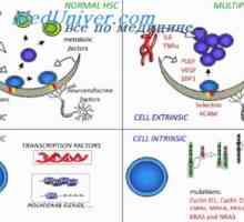 Лимфоцити и моноцити ембрион. макрофаги плода тъкан