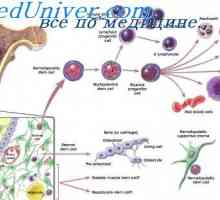 Лимфоидо прекурсори. Произходът на кръвни клетки