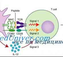 Лимфокин активирани клетки убийци за имунизация. Ефект на лимфокин активирани клетки убийци в…