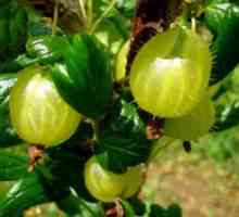 Най-добрите сортове за засаждане на цариградско грозде