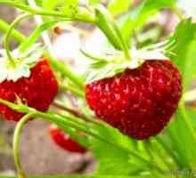 Най-добрите сортове за засаждане на ягоди