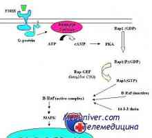 Механизмът на действие на гонадотропин рецептори. изчерпване рецептори