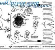Мембранните имуноглобулини. повърхностно антитяло