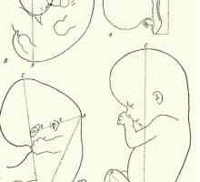 Методите за измерване на ембриони. Растежът на тялото на ембриона като цяло