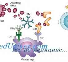 Миелоидните дендритни клетки. Фоликуларен тумор-асоциирани дендритни клетки