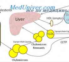 Ролята на холестерол в организма. Пластмасови функции на фосфолипиди и холестерол