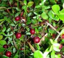 Микроклимата условия за Cranberry