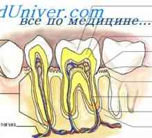 Минерални метаболизъм в зъбите. дентална патология