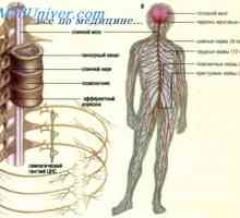 Motor част от нервната система. Интегриран функция на нервната система
