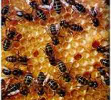 Мога ли да се яде мед за панкреатит (панкреаса заболяване)?