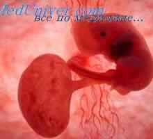 Мускулите на ембриона. Развитието на плода мускула