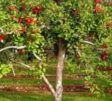 Събирането и разпространението на органична материя в ябълка