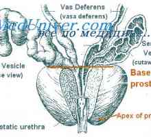 Нарушения на функциите на простатата. Хипогонадизъм при мъже